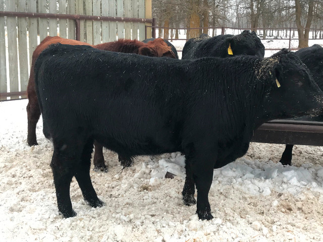 Angus bulls for sale. in Livestock in Winnipeg - Image 4