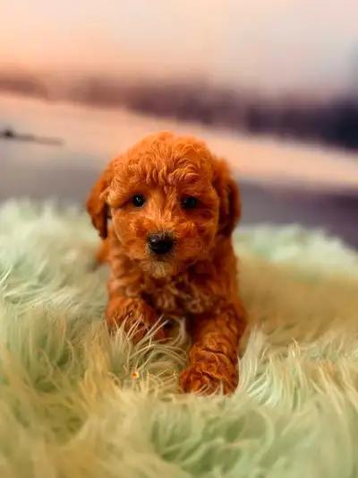 Today, Your Newest Family Member Comes Home We would love to speak with you in regards to our beauti...