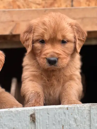 Golden retriever puppies!, View more