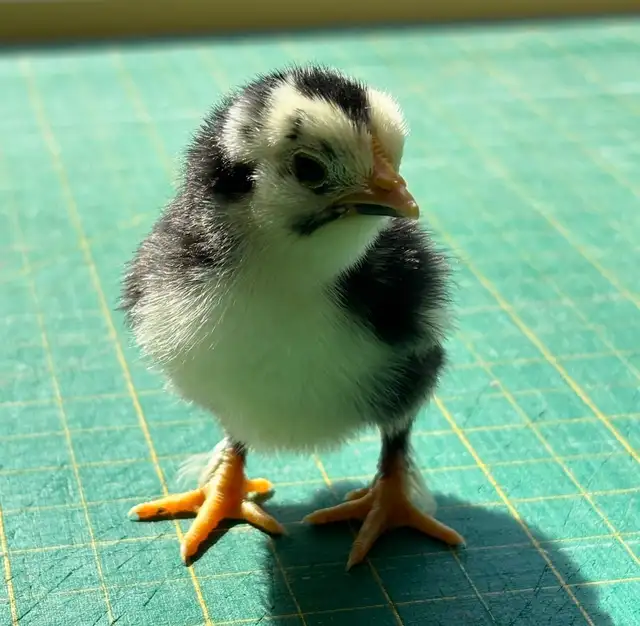 Bantam d”Uccle Hatching Eggs in Livestock in Yarmouth - Image 9