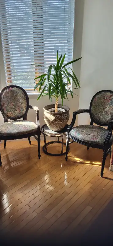 Deux chaises capitaines Louis XVI à vendre. Couleur noire avec tissu imprimé feuillage ds les tons d...
