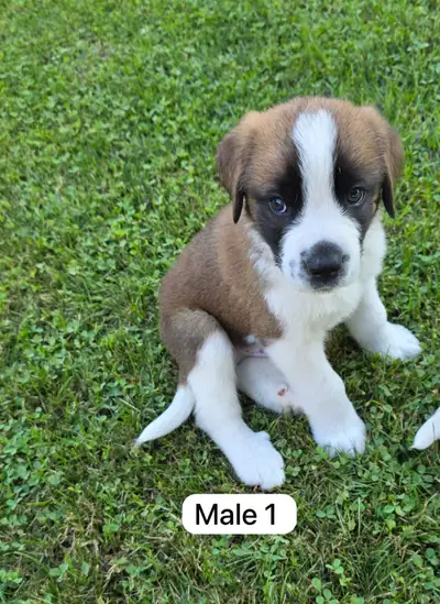 Saint Bernard puppies, View more