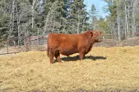 Red Angus Yearling Bulls