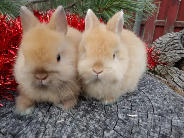 EXTRAORDINARY NETHERLAND DWARF, LIONHEAD, MINI REX, HOLLAND LOP in Small Animals for Rehoming in Cambridge - Image 8