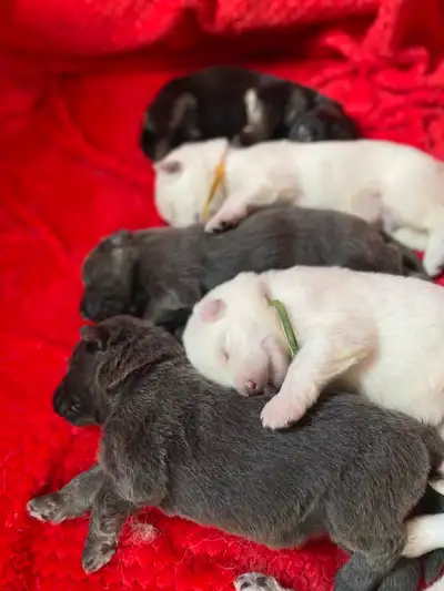 German Shepherd Puppies, View more