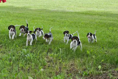 Beagle Puppies, View more