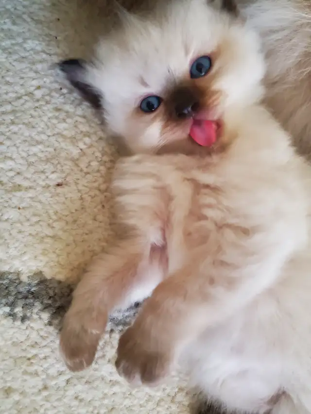 Top‑Quality Ragdoll Male Stud❤️