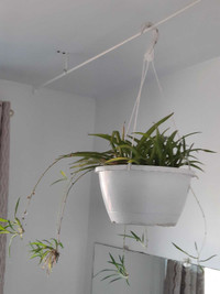 Spider Plant Hanging Basket (Chlorophytum comosum)