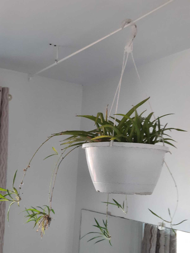 Spider Plant Hanging Basket (Chlorophytum comosum) in Home Décor & Accents in Mississauga / Peel Region