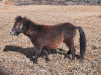 Mini pony 