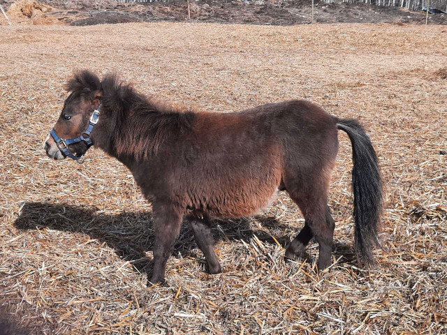 Mini pony  in Horses & Ponies for Rehoming in Edmonton