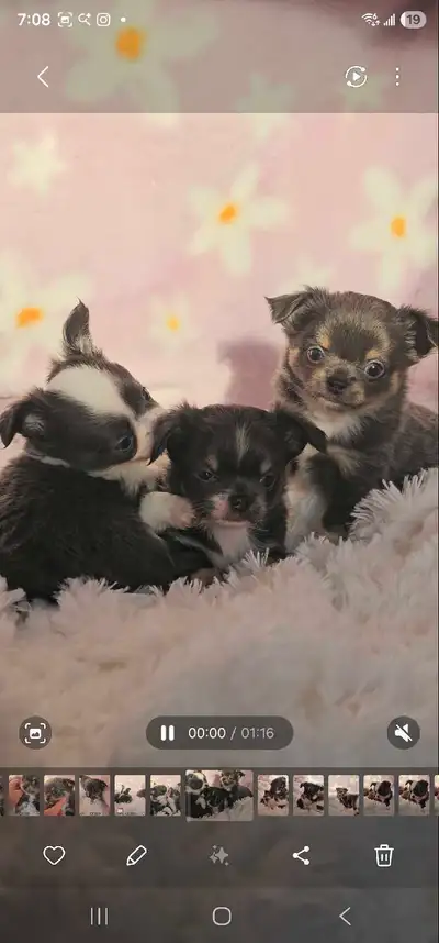 Blue tri males  Fancy high quality apple head Chihuahua puppies, View more