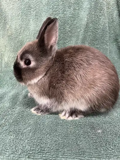 Netherland Dwarfs, View more