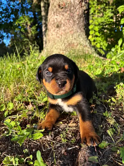 Rottweiler, View more