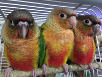 Friendly Pineapples, Yellowsided GC Conures