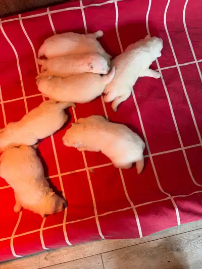 Samoyed purebred,Samoyède de race pure, View more