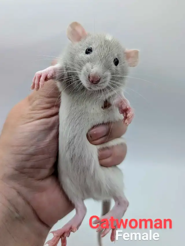 Baby Rats Available in Small Animals for Rehoming in City of Toronto - Image 7