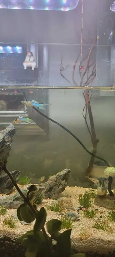 endler fish, View more