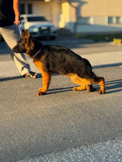 German shepherd puppy male, View more