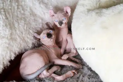 Sphynx Elf Kittens Available!, View more