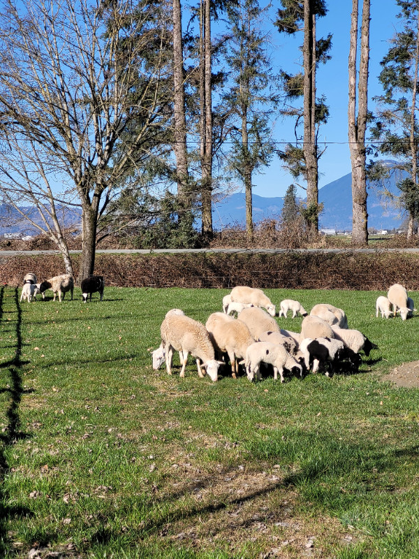 Sheep, ewe lamb pairs. in Livestock in Chilliwack - Image 2