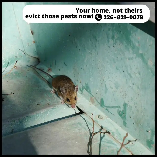 ✆ 226-821-0079 Pest Control – Serving the GTA in Cleaners & Cleaning in Mississauga / Peel Region - Image 4
