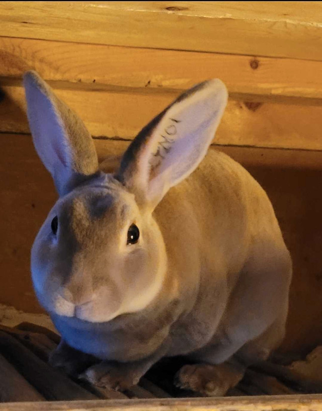 Mini rex in Small Animals for Rehoming in Kingston