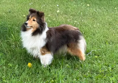 Gorgeous CKC reg’d Sheltie Available, View more