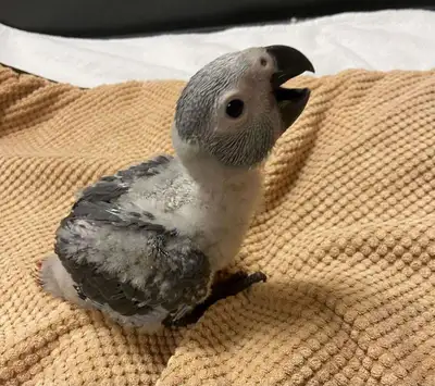bébés gris d’Afrique Congo African grey babies parrot, View more