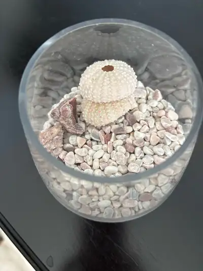 terrarium, View more