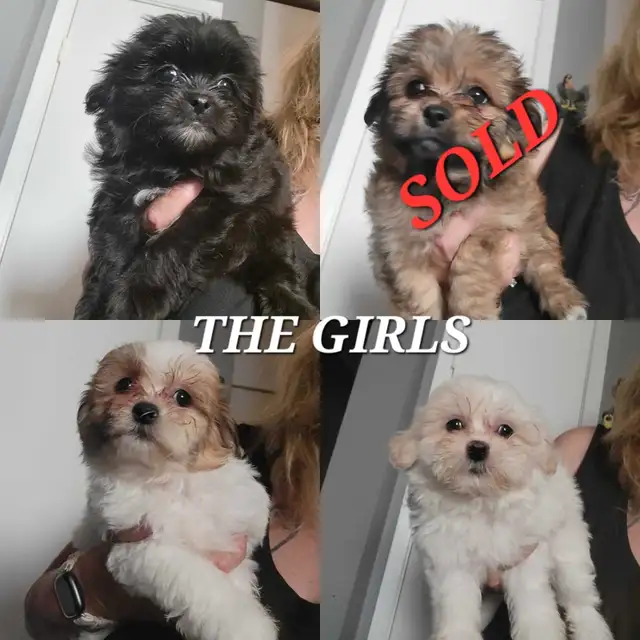 Shih Tzu Puppies Available! -NEW VIDEOS in Dogs & Puppies for Rehoming in St. Catharines - Image 3