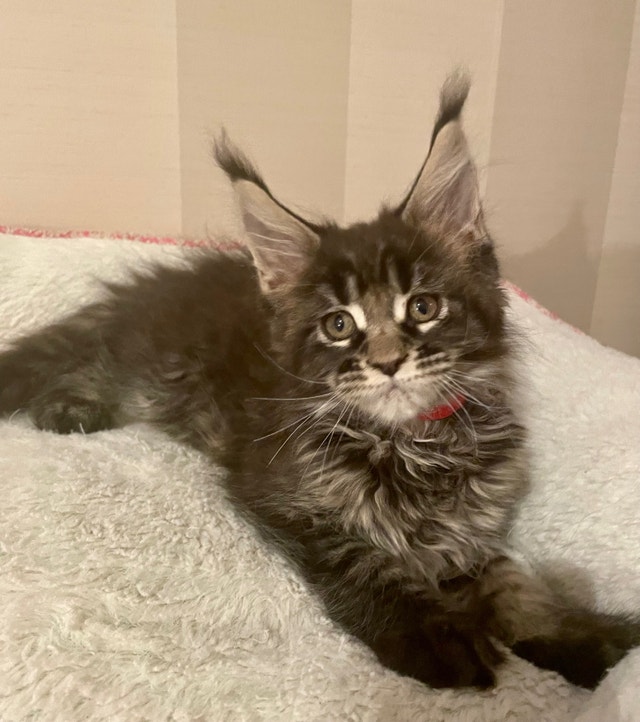 Registered Maine Coon kittens Cats & Kittens for Rehoming Vancouver