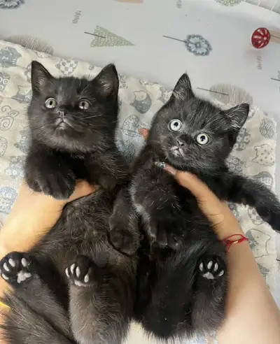 American Shorthair kittens, View more