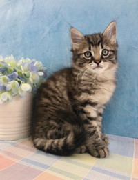 Maine Coon Kitten, Good with Dogs
