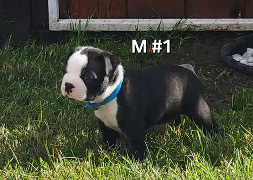 We have 7 beautiful, healthy pure Boston Terrier puppies available. We have four females and three m...