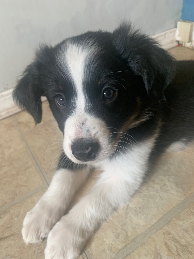 Border collie puppies Dogs & Puppies for Rehoming Edmonton Kijiji