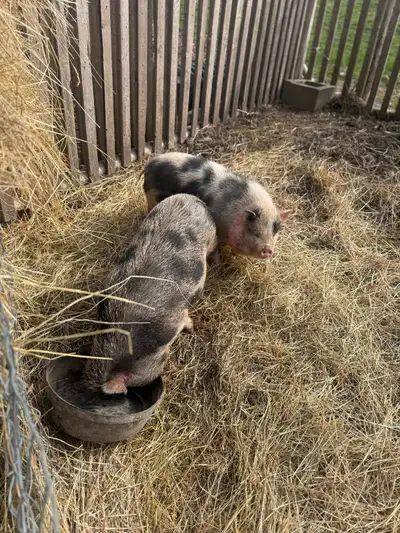 Pigs for sale, View more