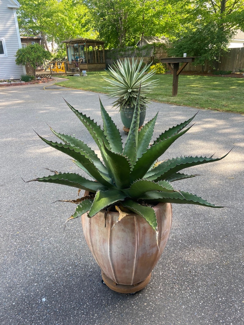 Cactus and Agave Plants, Fertilizer & Soil Annapolis Valley Kijiji