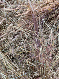 Bromegrass/timmothy hay wanted