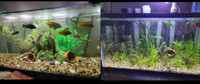 2 tanks for sale