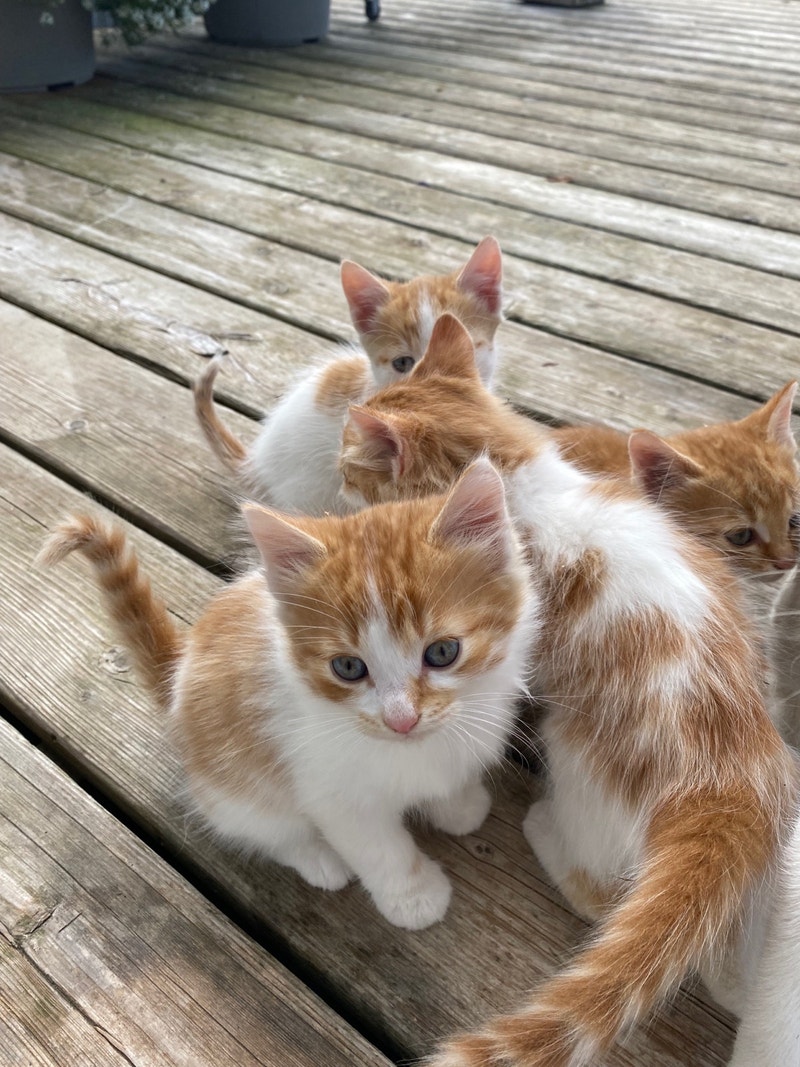 Orange and white Kittens Cats & Kittens for Rehoming Hamilton Kijiji