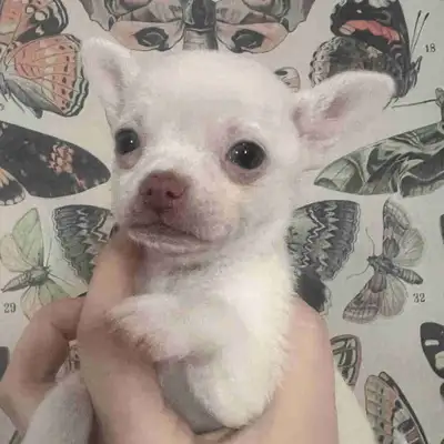 Chihuahua puppies ready for their forever home! Both males. Visited the vet and have a clean bill of...
