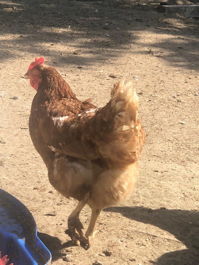 Daily laying flock of chickens forsale Livestock Markham / York