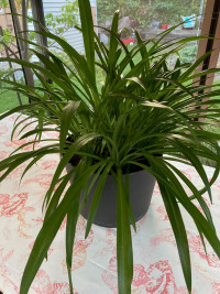 Plante araignée verte-(Chlorophytum)-Green spider plant
