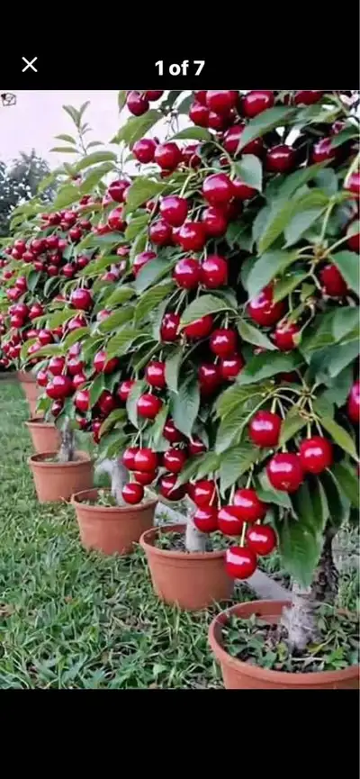 Grow Your Own Pies! 40" tall Valentine Dwarf Sour Cherry Trees For Sale -Pick up Appleby LIne and La...