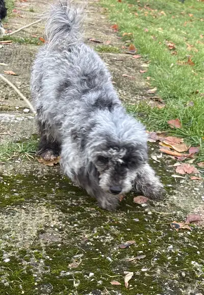 Mini Blue Merle Poodle, View more