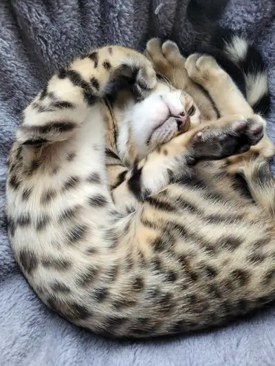 Bengal chaton femelle de 4 mois vermifugee elancee et enjoue, View more