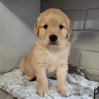 Réservation chiot Golden Retriever pour Aout, View more