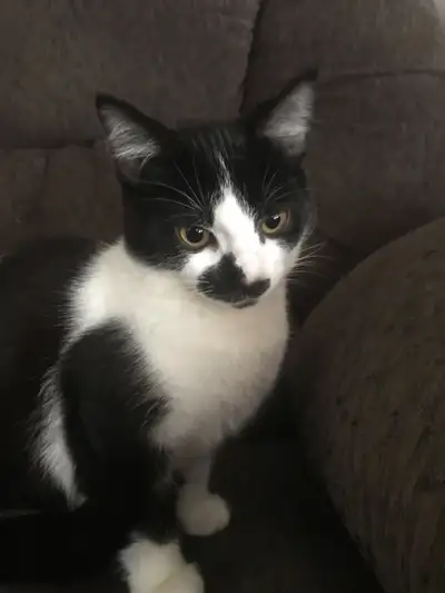 Rescue Kittens (male & female) looking for Good Homes, View more