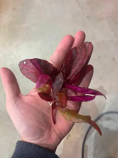 Alternanthera Rosanervig Aquarium Plants, View more